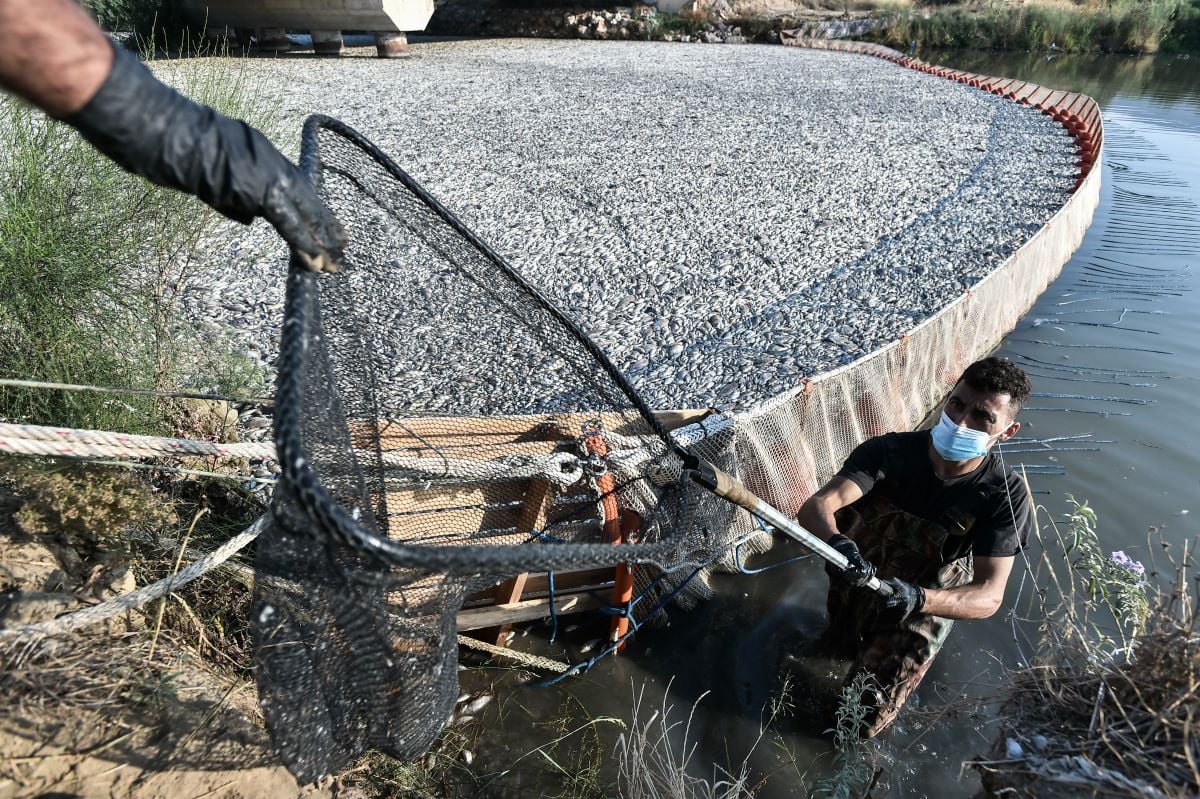 Νέες συγκλονιστικές εικόνες από την απομάκρυνσή των νεκρών ψαριών στον Βόλο - Σε ποιες παραλίες πρέπει να αποφεύγεται η κολύμβηση