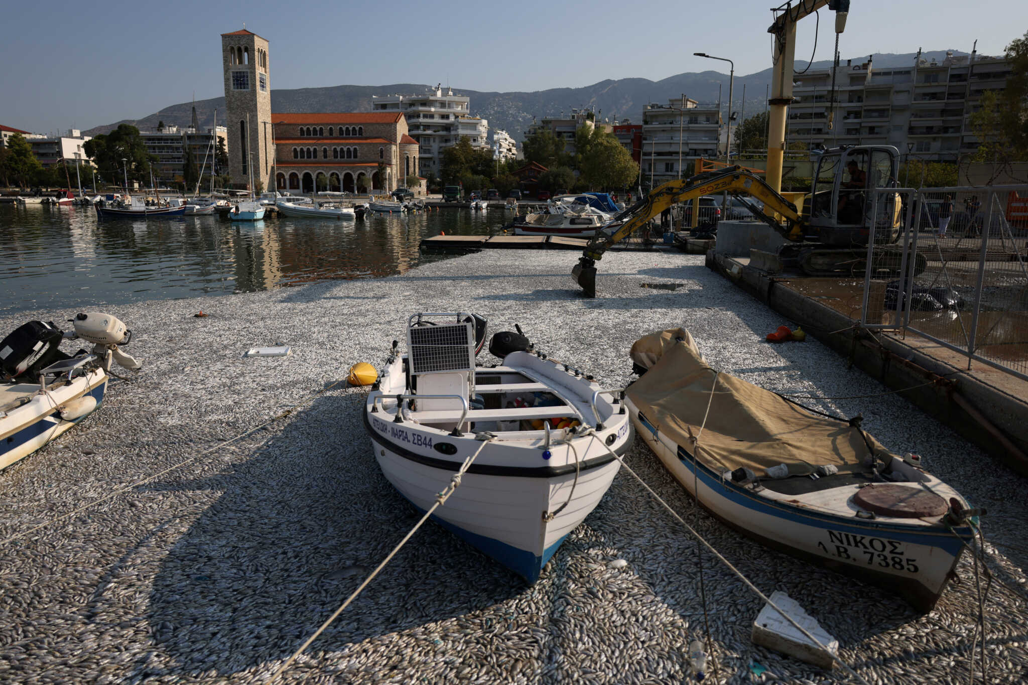 Απέραντη θάλασσα από νεκρά ψάρια στο Βόλο – Μαζεύτηκαν περισσότεροι από 57 τόνοι