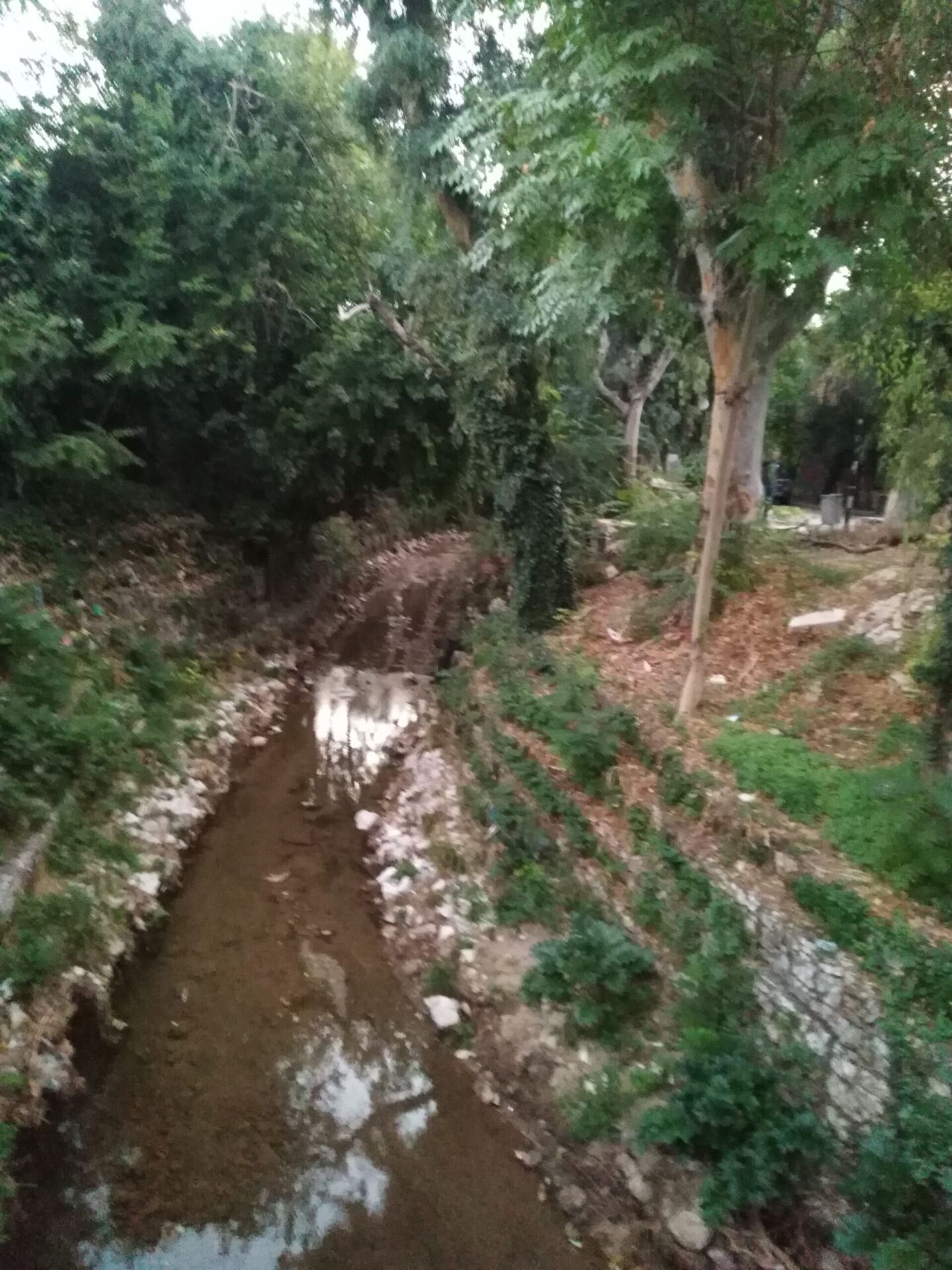 Η σημαντική οικολογική αξία της Ρεματιάς Χαλανδρίου