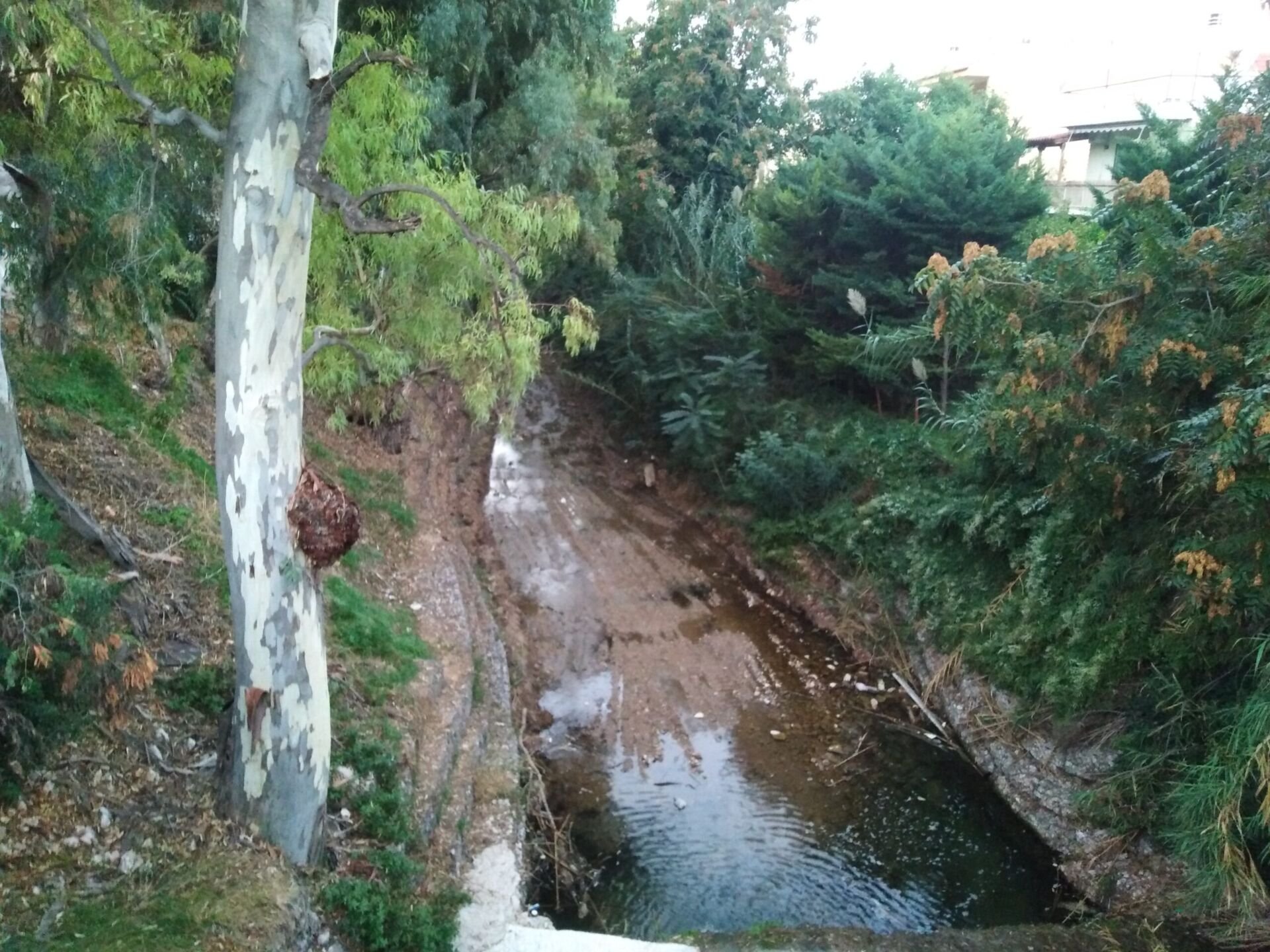 Η σημαντική οικολογική αξία της Ρεματιάς Χαλανδρίου