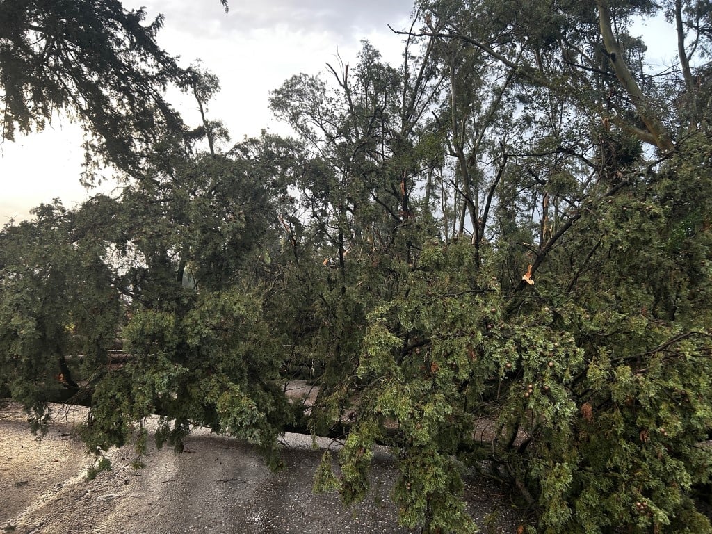 Καιρός – Αγρίνιο: Ανεμοστρόβιλος κατέστρεψε μεγάλα δέντρα, εικόνες καταστροφής