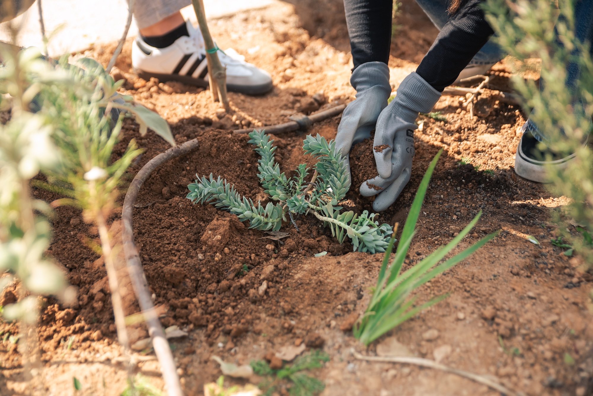 L’Oréal for the Future: Το 1ο Micro Forest στην καρδιά της Αθήνας από τη L’Oréal είναι πραγματικότητα