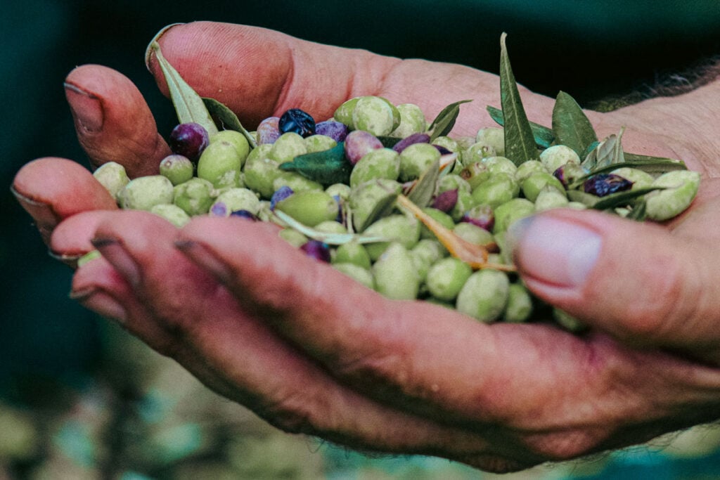 «Creating Roots»: Από τη συγκομιδή ελιάς ως τη μοντέρνα παραγωγή ελαιολάδου – Έκθεση φωτογραφίας από την WINART