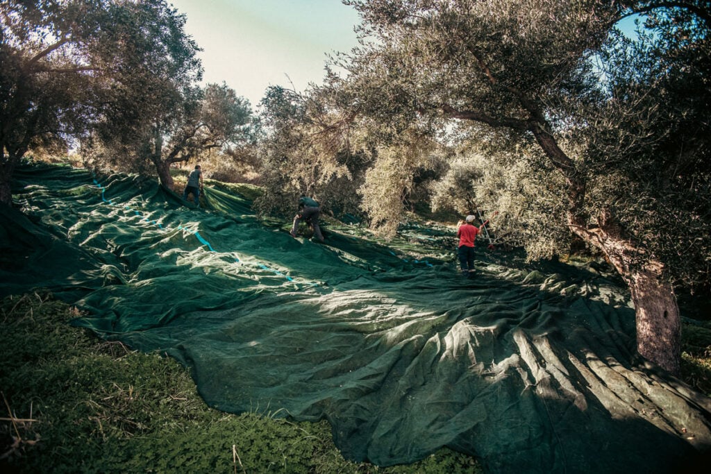 «Creating Roots»: Από τη συγκομιδή ελιάς ως τη μοντέρνα παραγωγή ελαιολάδου – Έκθεση φωτογραφίας από την WINART