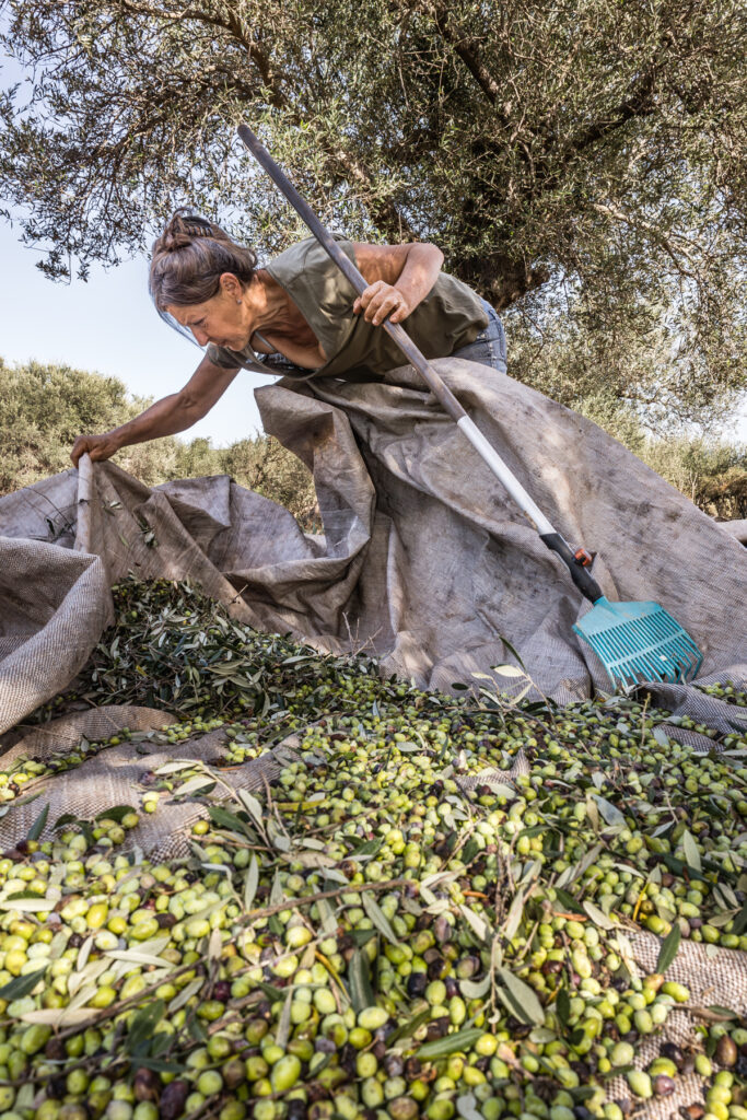 «Creating Roots»: Από τη συγκομιδή ελιάς ως τη μοντέρνα παραγωγή ελαιολάδου – Έκθεση φωτογραφίας από την WINART