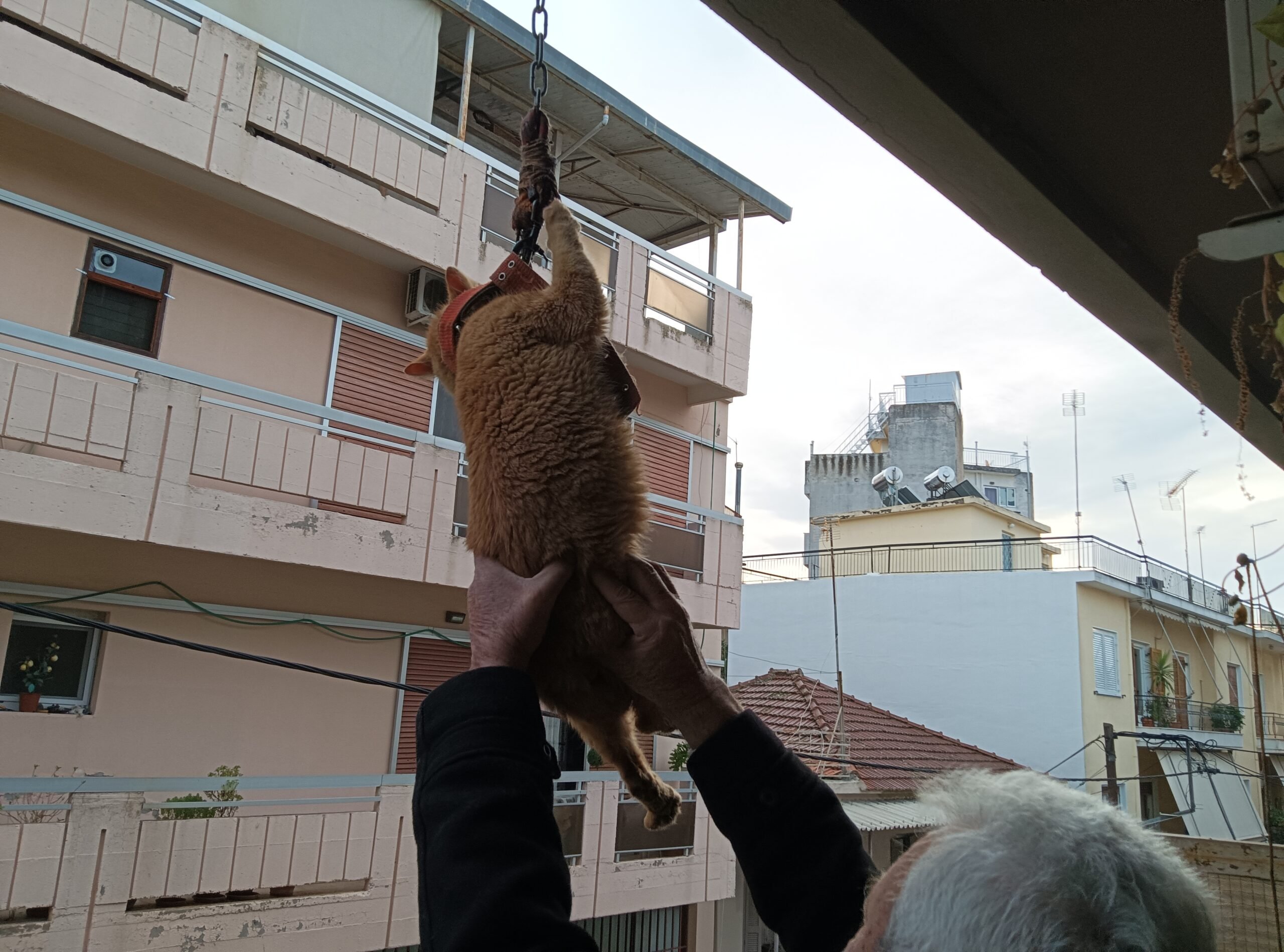 Αγρίνιο: Γάτος κρέμονταν από μπαλκόνι – Τον έσωσαν περαστικοί