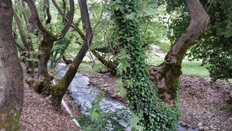 Παρέμβαση τεσσάρων Δήμων για την προστασία και την ανάδειξη του ρέματος της Πικροδάφνης