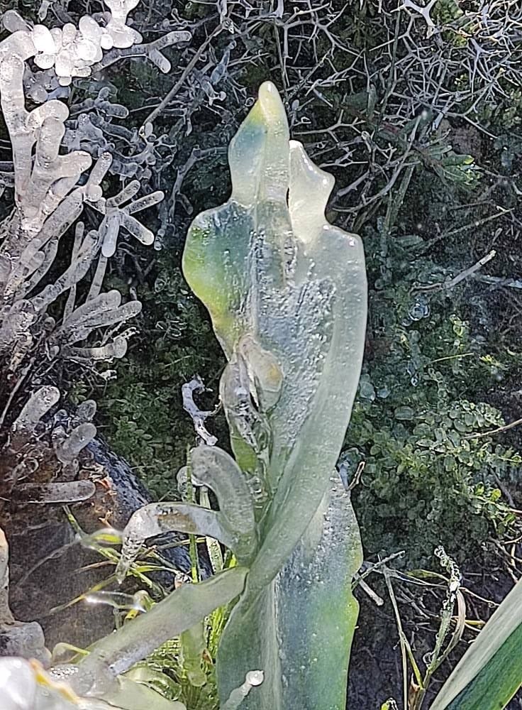 Παγωμένα λουλούδια στη Ρόδο